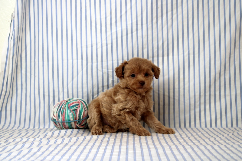 puppy, for, sale, Shi Poo, Matthew B. Stoltzfus, dog, breeder, Gap, PA, dog-breeder, puppy-for-sale, forsale, nearby, find, puppyfind, locator, puppylocator, aca
